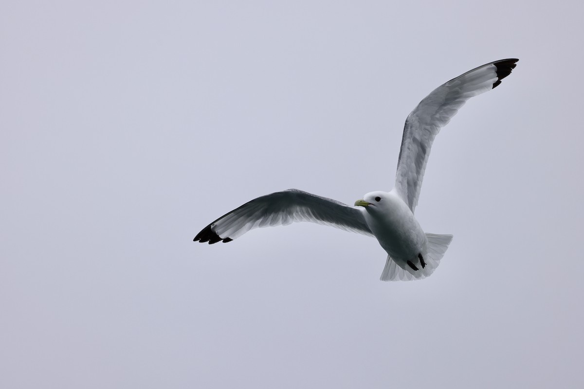 krykkje - ML645409213