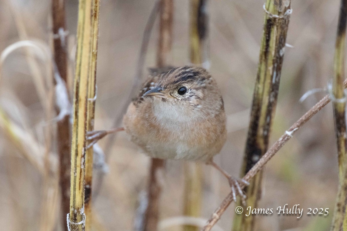 Sedge Wren - ML645409220