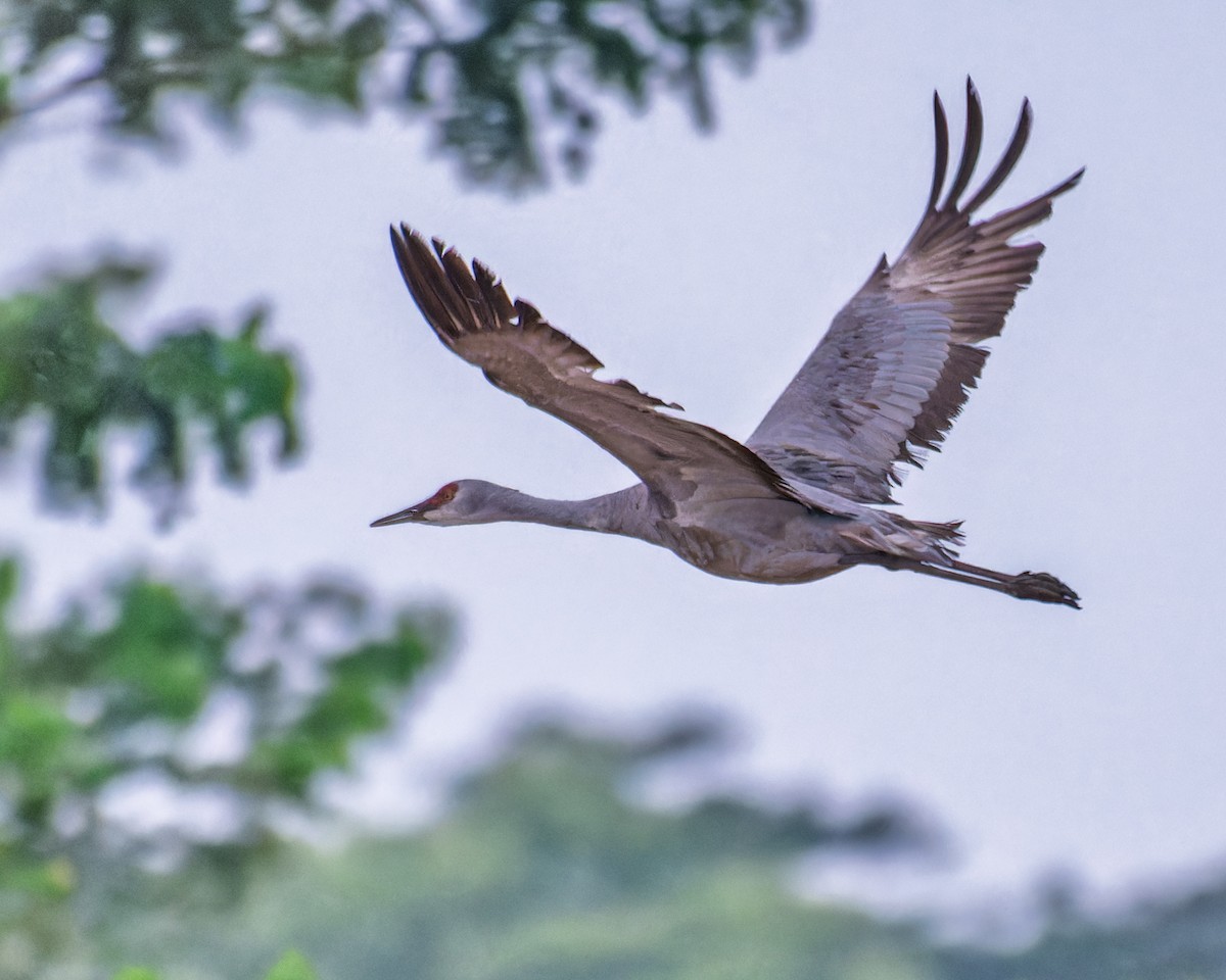 Sandhill Crane - ML645409222