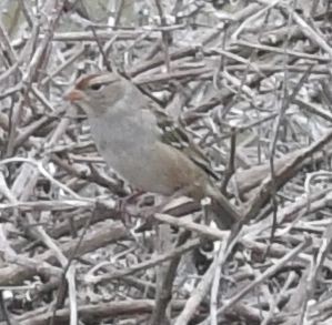White-crowned Sparrow - ML645409227