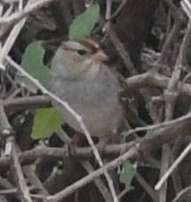White-crowned Sparrow - ML645409228