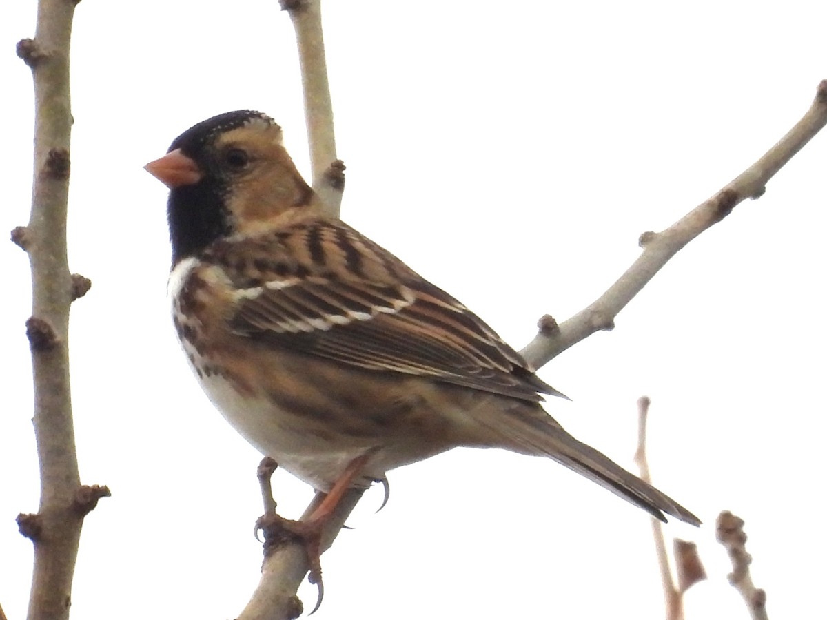 Harris's Sparrow - ML645409229