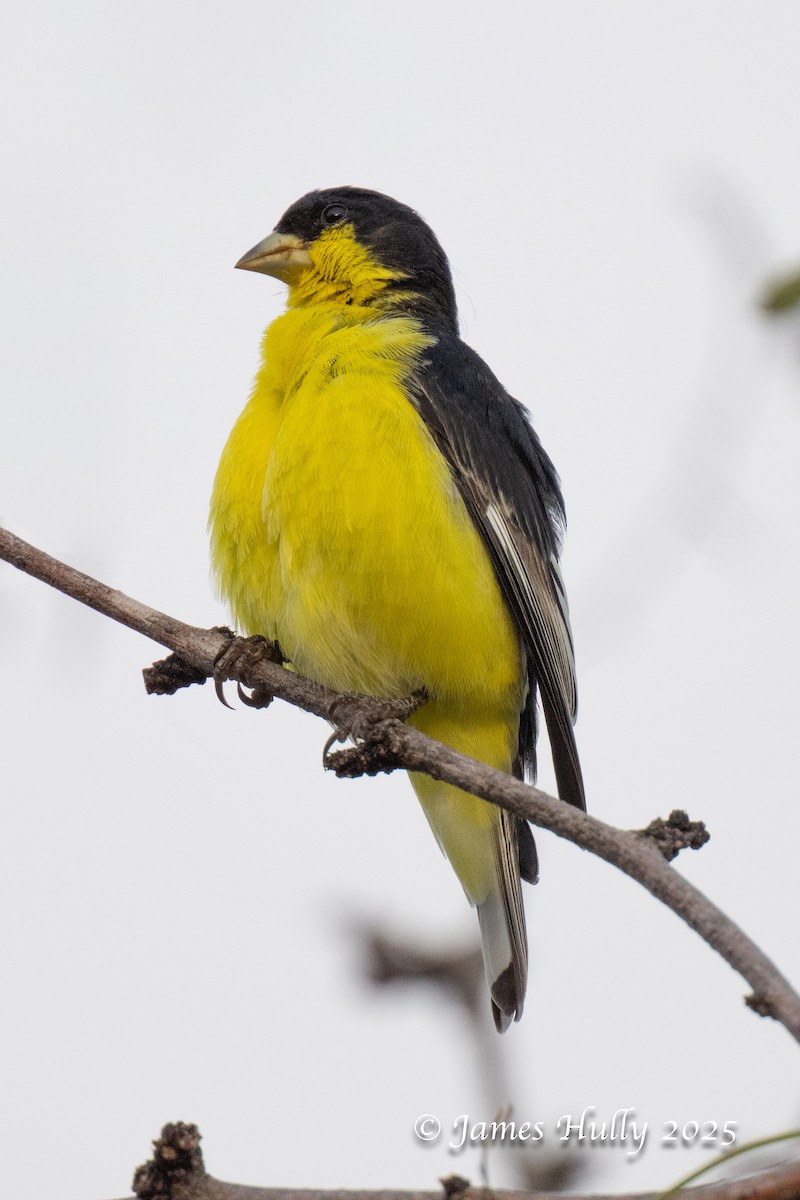 Lesser Goldfinch - ML645409231