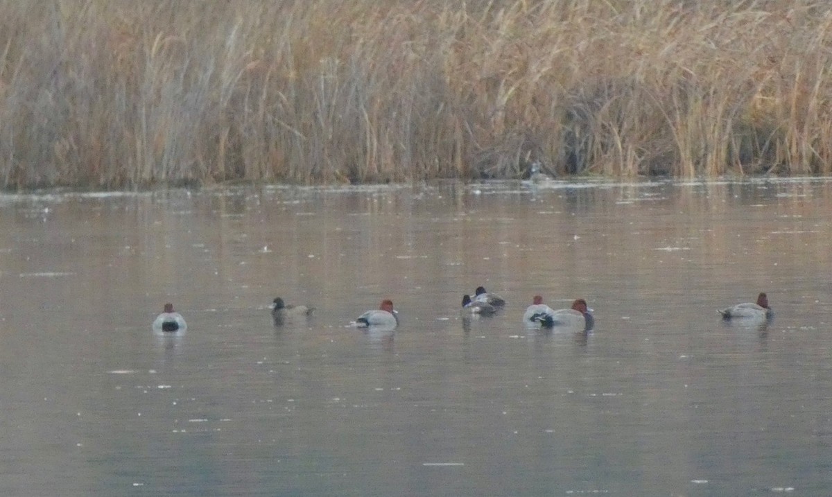 Redhead - ML645409234