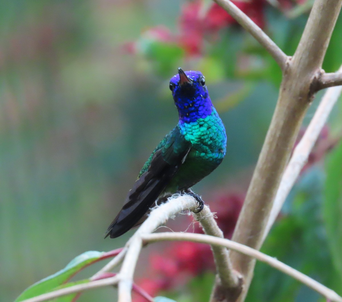 Golden-tailed Sapphire - ML645409240