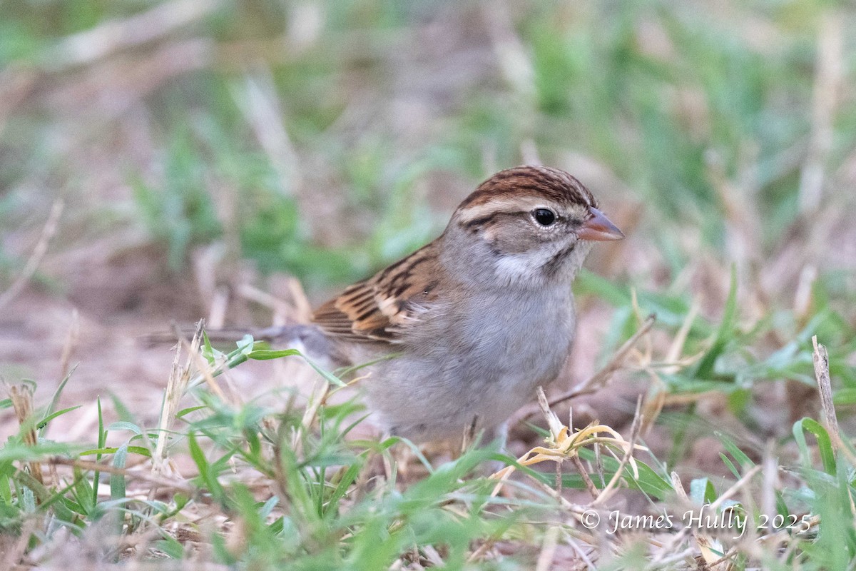 Chipping Sparrow - ML645409241