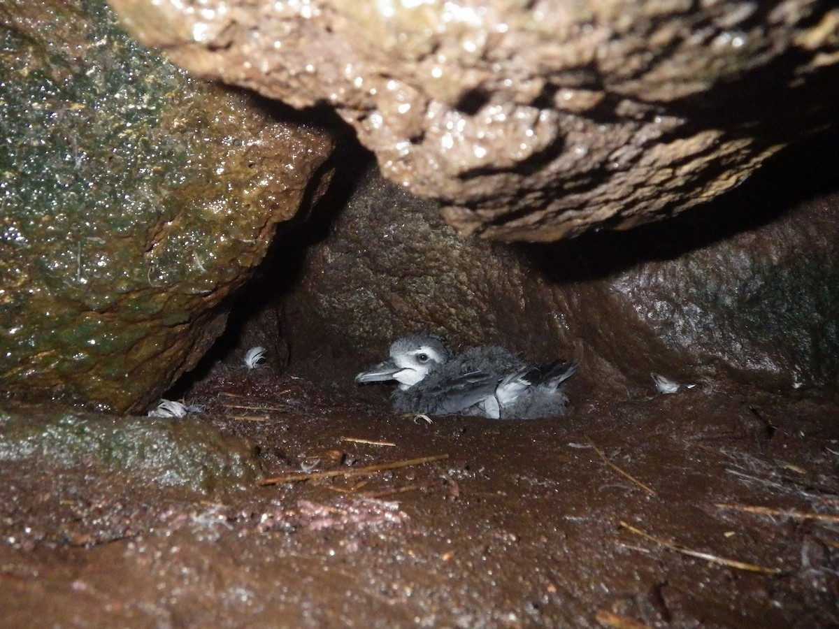 MacGillivray prioia - ML645409244