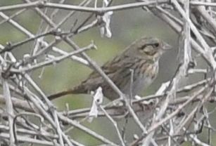 strnadec pruhohlavý - ML645409245