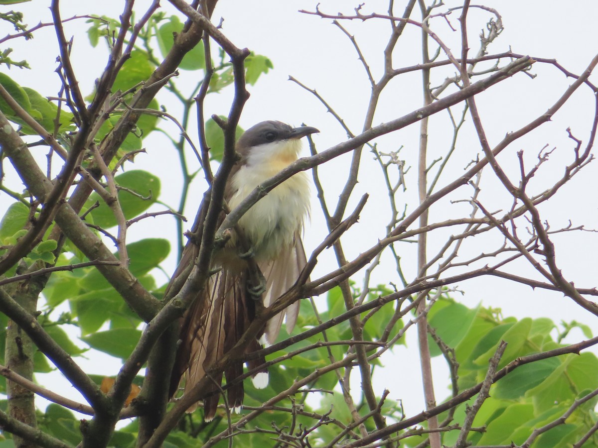 Кукліло бурий - ML645409247