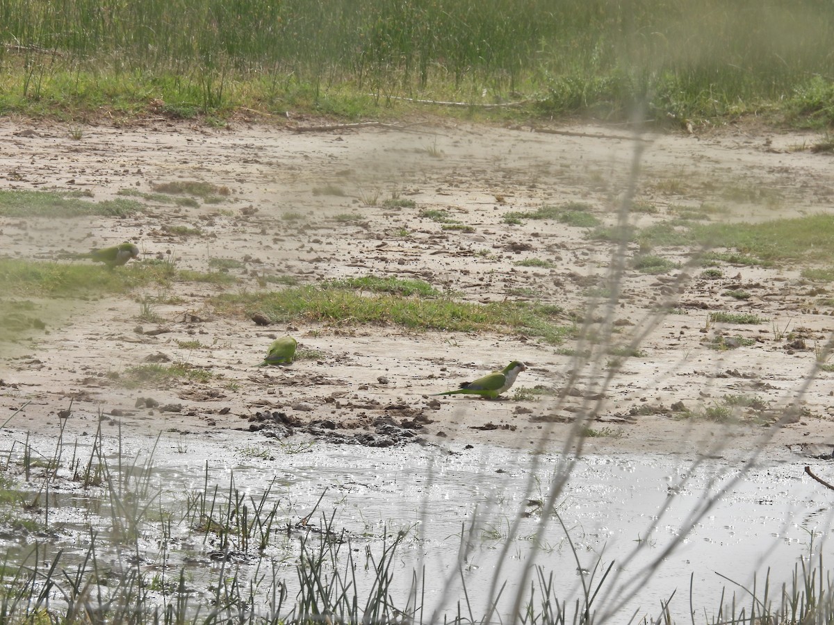 Mönchssittich - ML645409253