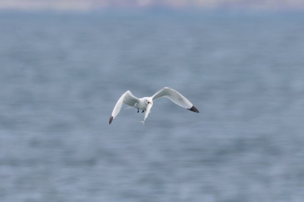 krykkje - ML645409257