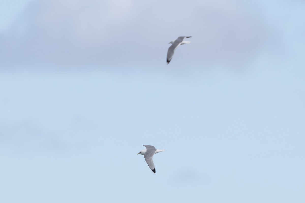 krykkje - ML645409258