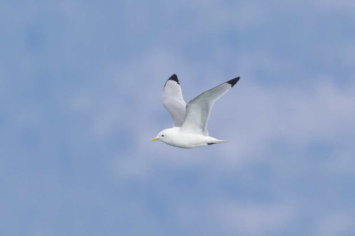 krykkje - ML645409259