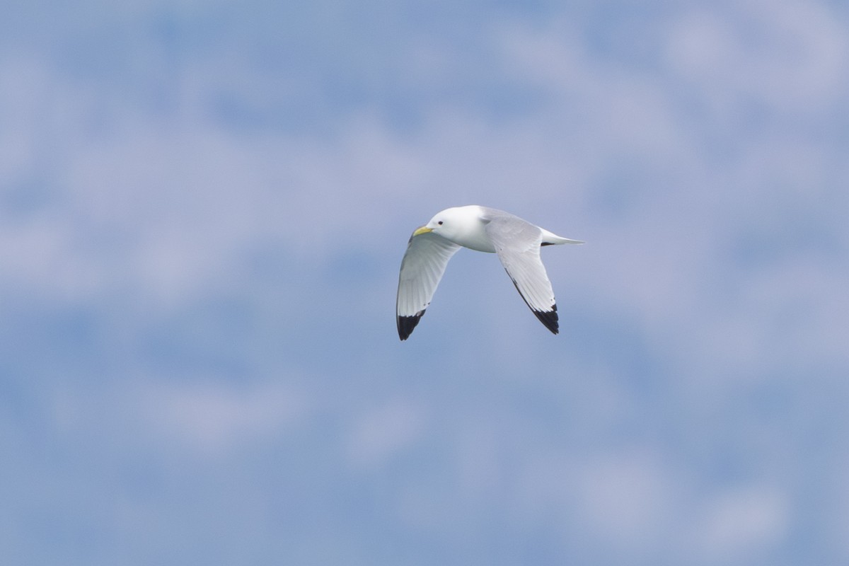 krykkje - ML645409260