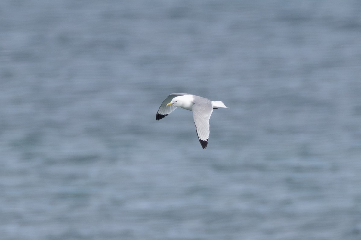 krykkje - ML645409261