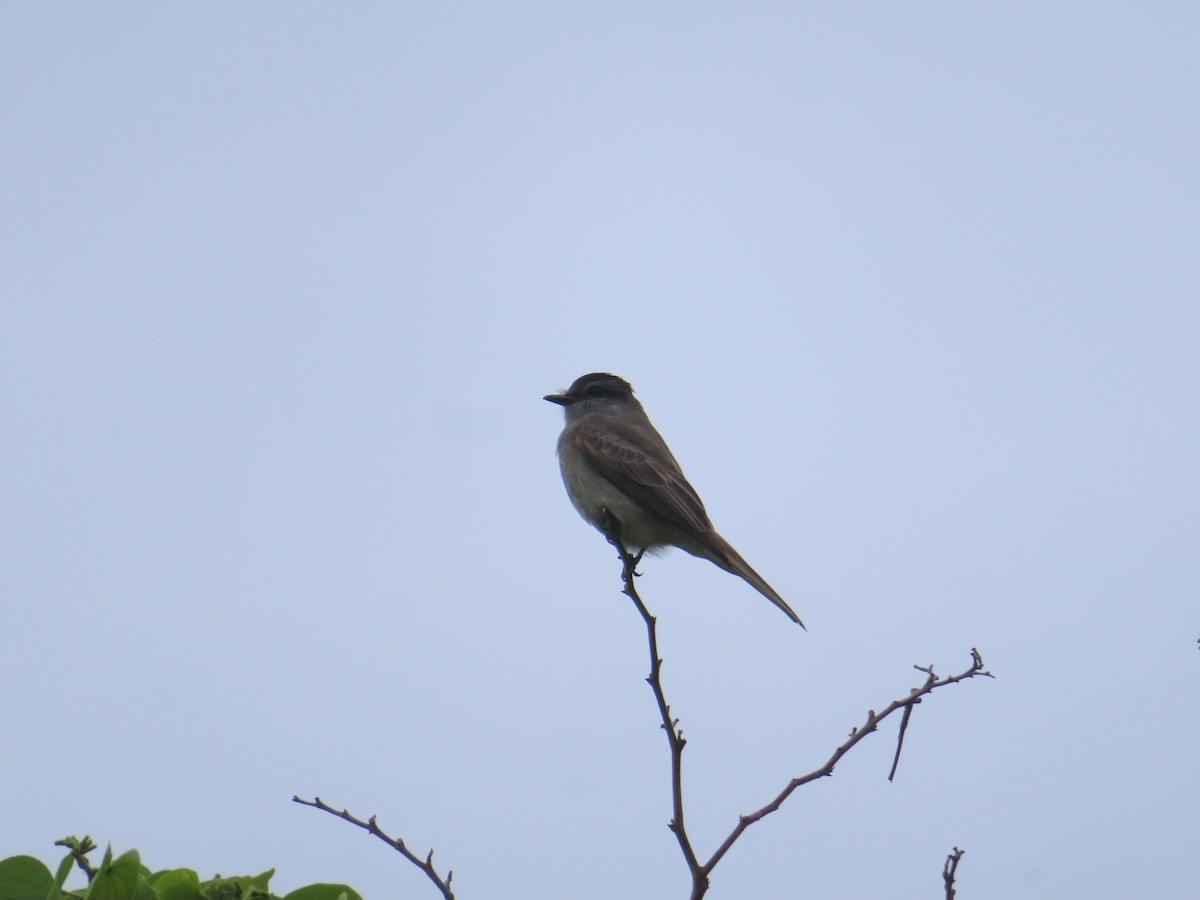 Crowned Slaty Flycatcher - ML645409263