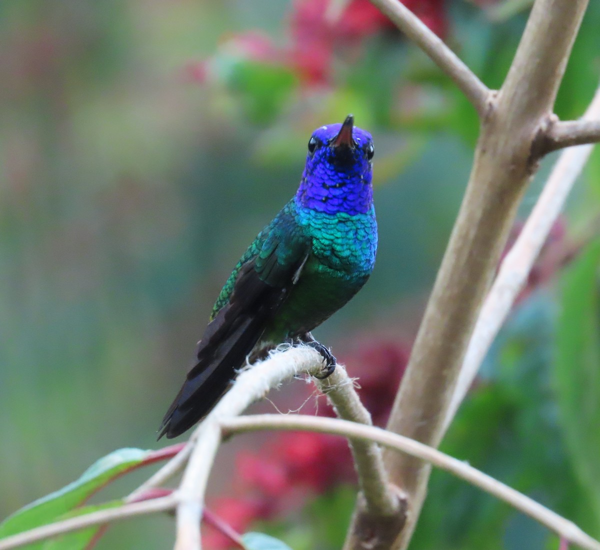 Golden-tailed Sapphire - ML645409268