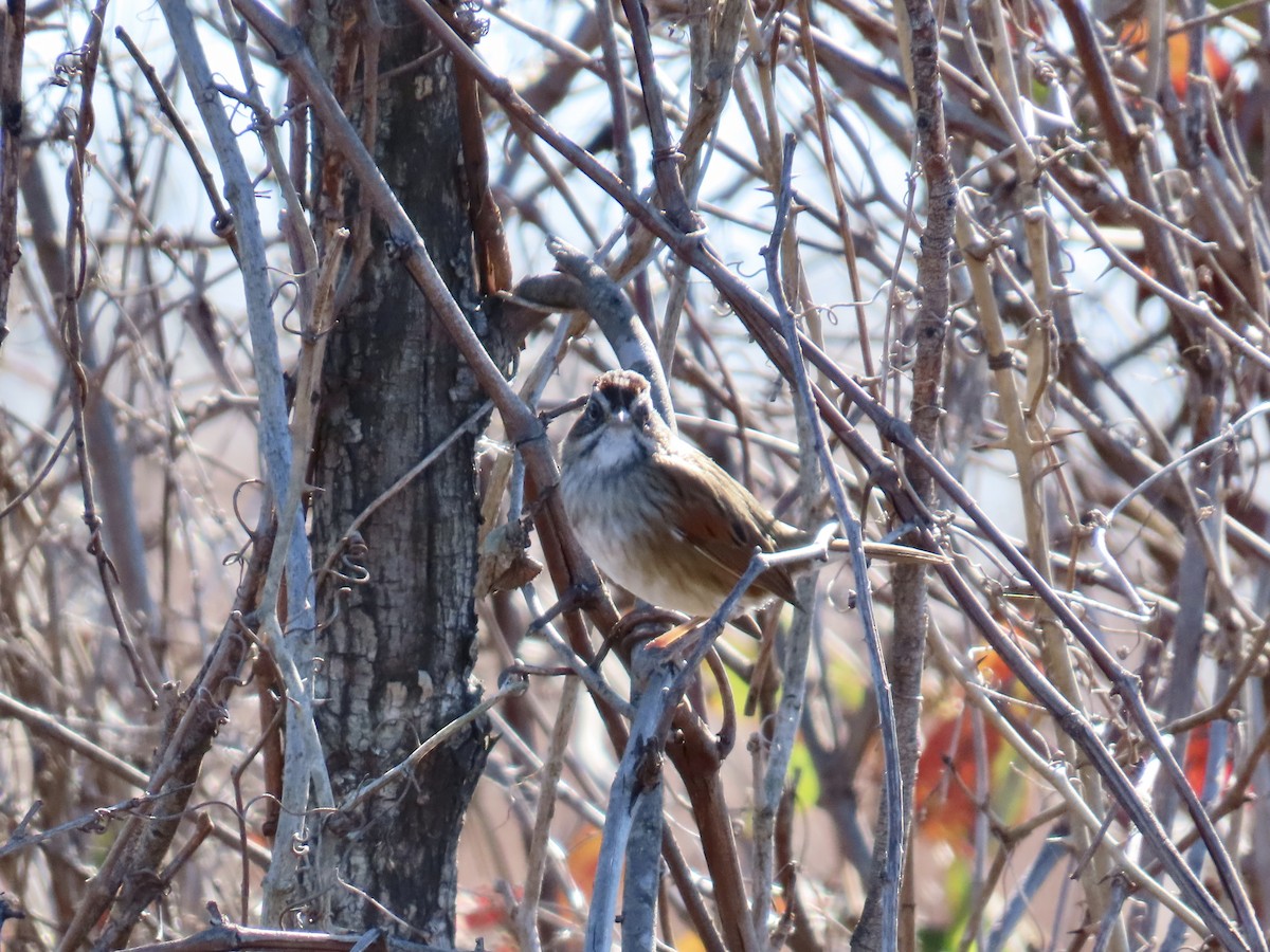 Bruant des marais - ML645409270