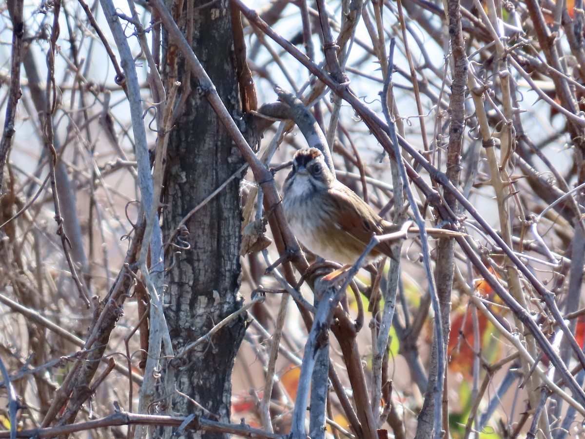 Bruant des marais - ML645409272