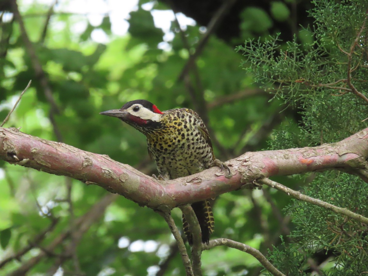 Grünbindenspecht - ML645409274