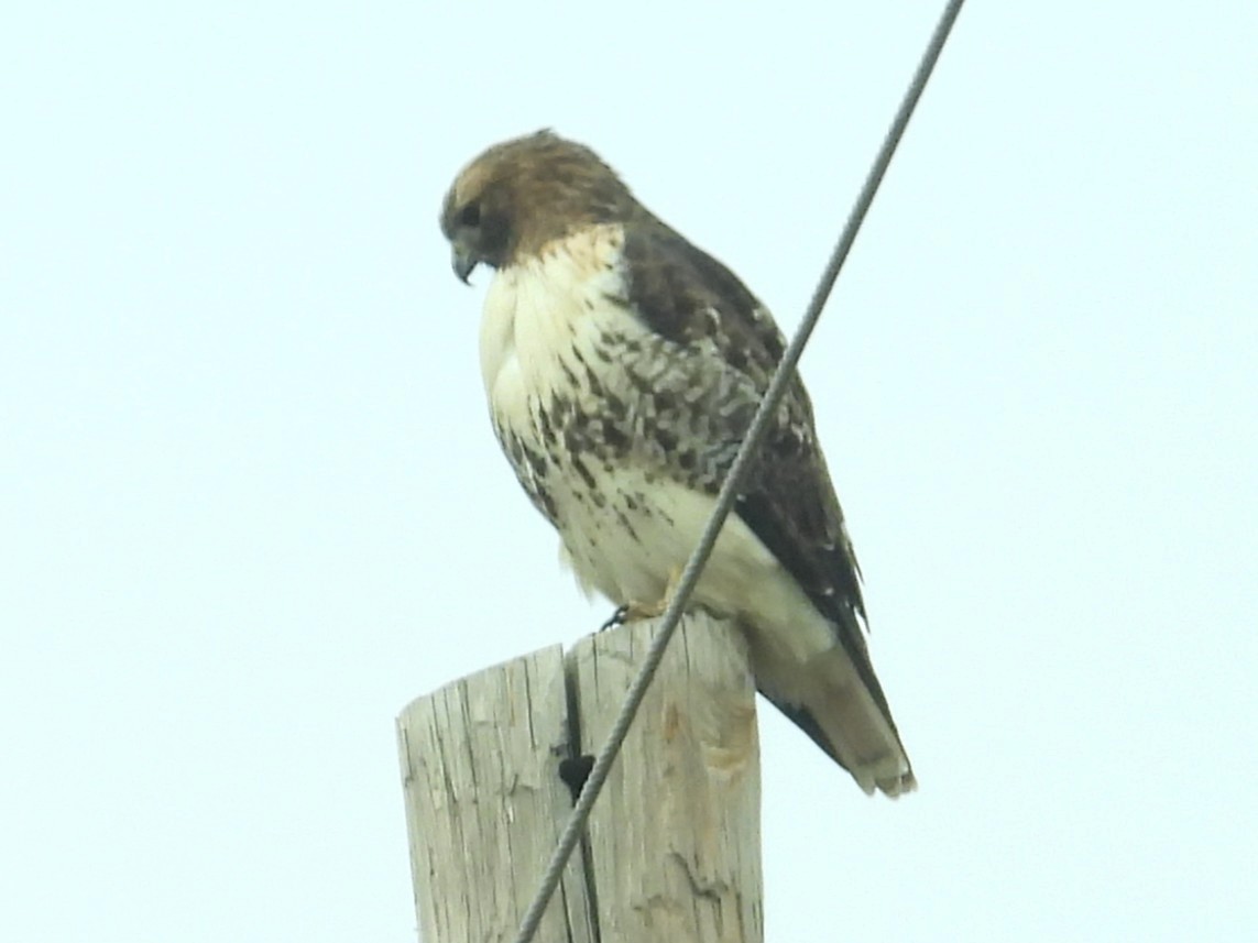 Red-tailed Hawk - ML645409284