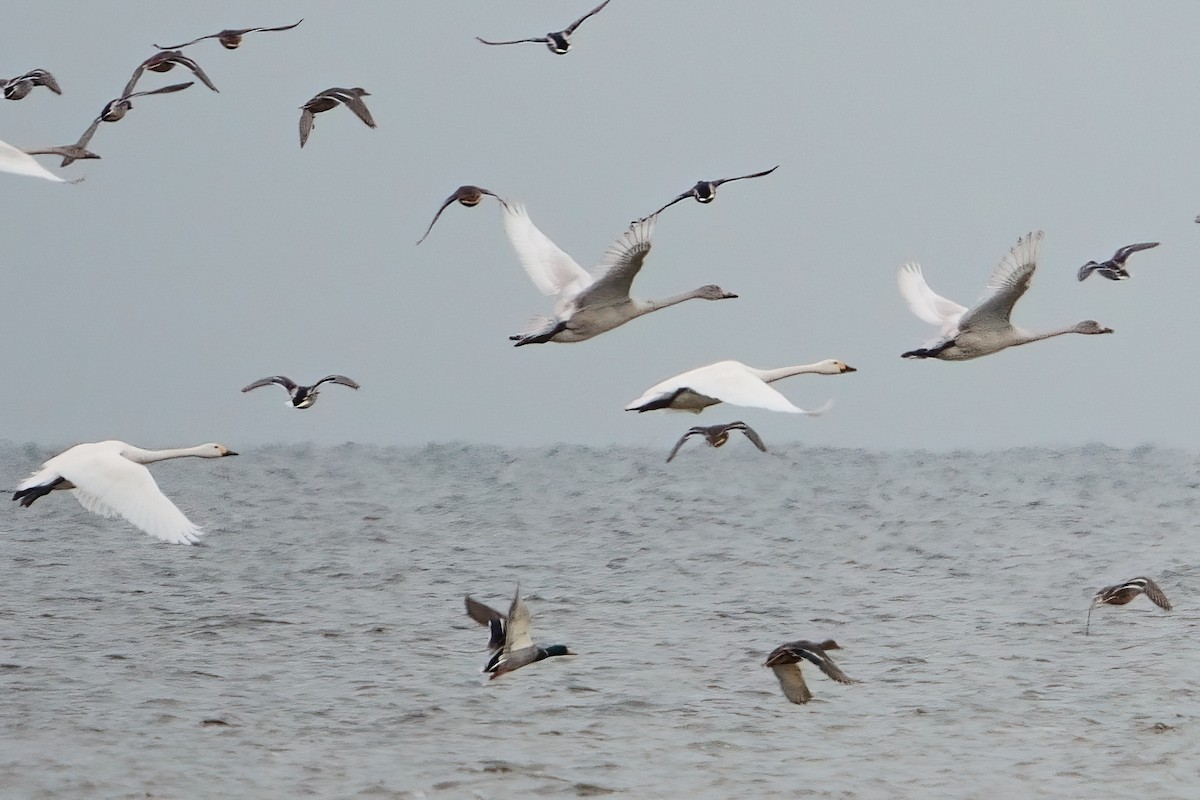 Tundra Swan - ML645409292