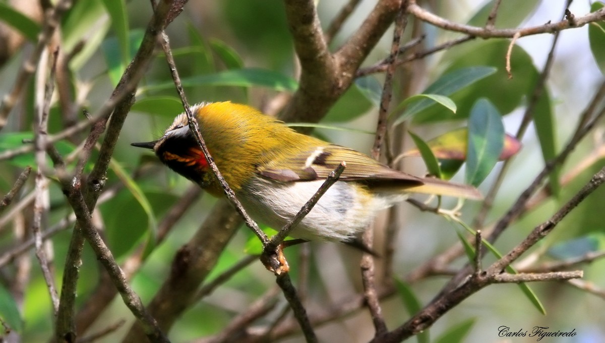 Common Firecrest - ML645409302
