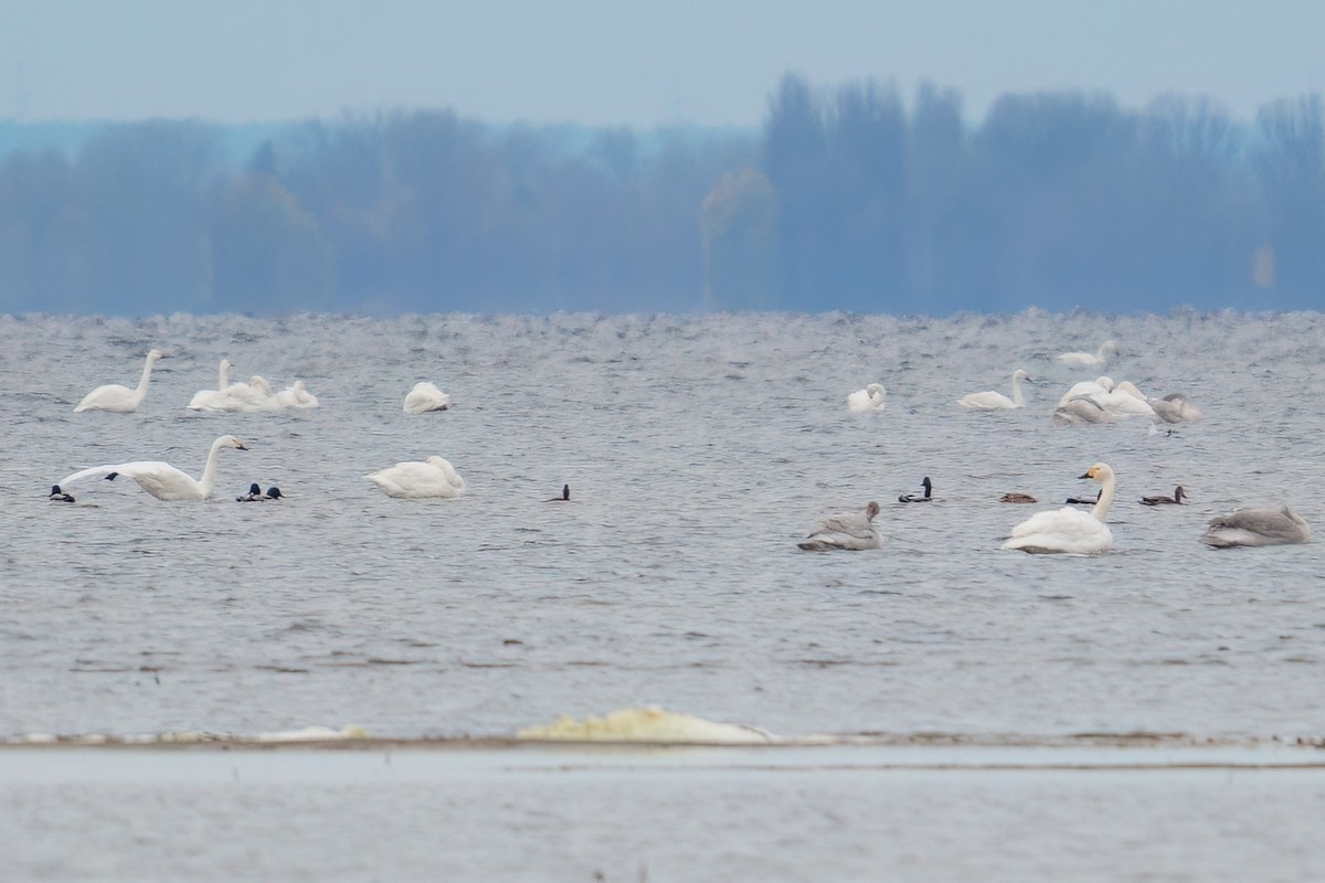 Tundra Swan - ML645409304