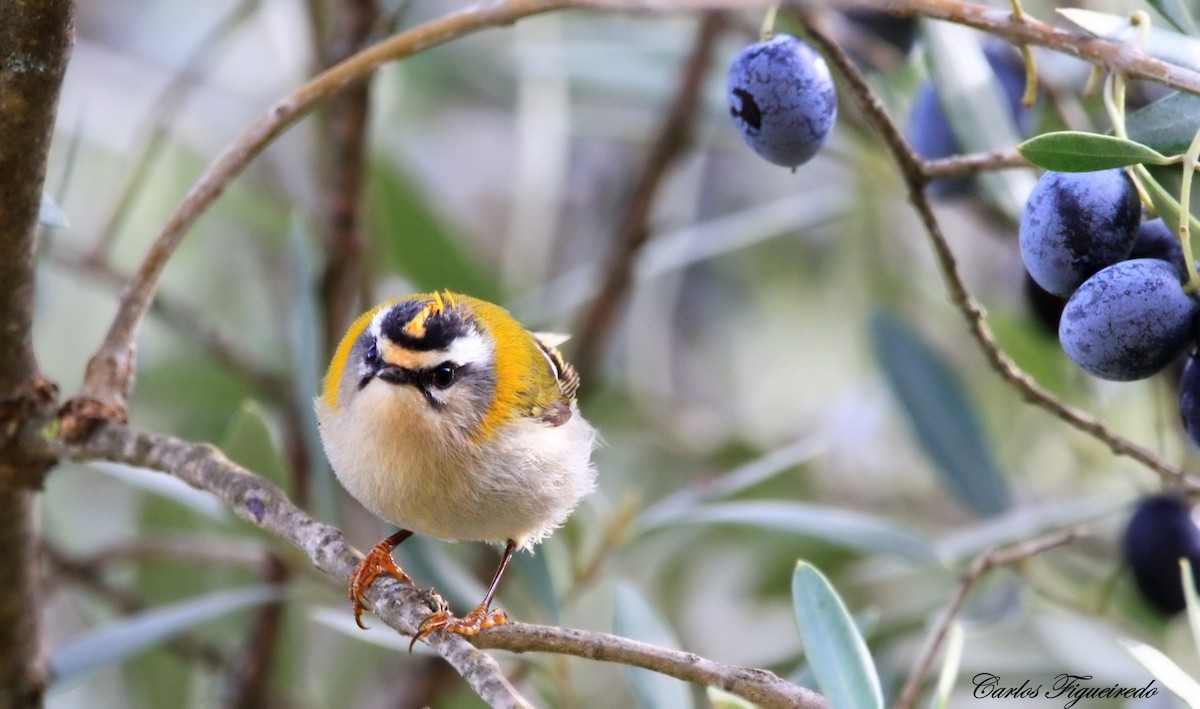 Common Firecrest - ML645409307