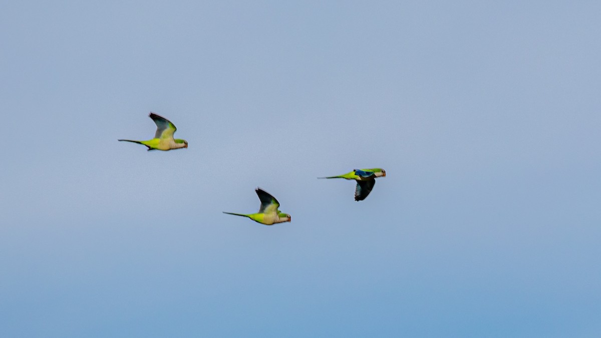 Mönchssittich - ML645409309