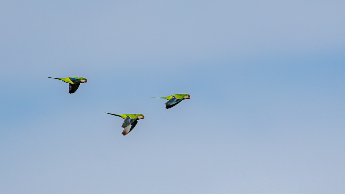 Mönchssittich - ML645409310