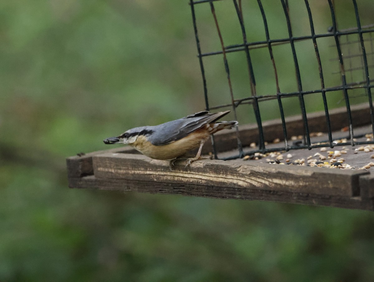 Eurasian Nuthatch - ML645409312