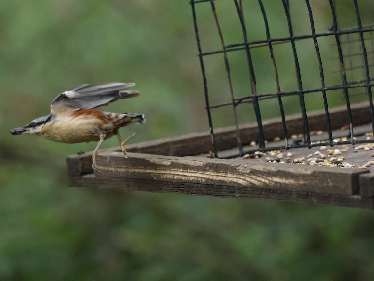 Eurasian Nuthatch - ML645409313