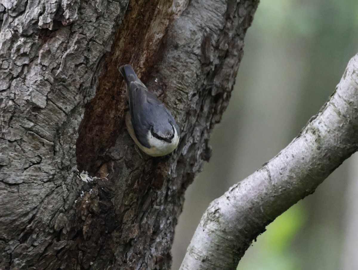Eurasian Nuthatch - ML645409314