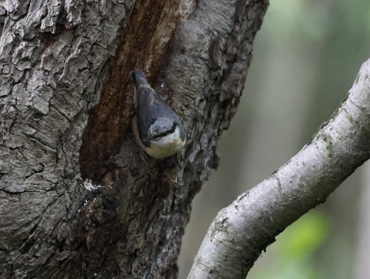 Eurasian Nuthatch - ML645409315