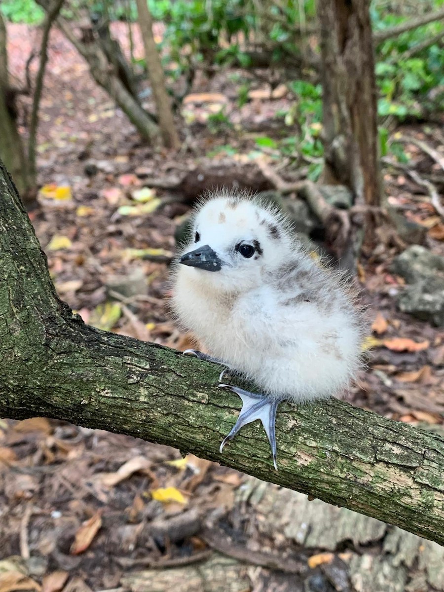 Blue-billed White-Tern - ML645409318