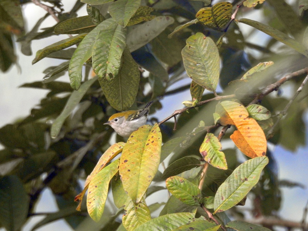 Пісняр-лісовик рудобокий - ML645409321