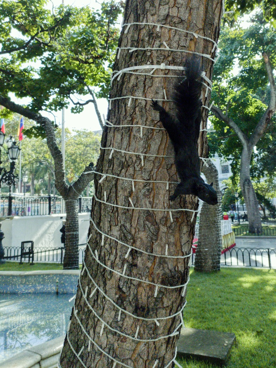 Red-tailed Squirrel - ML645409323