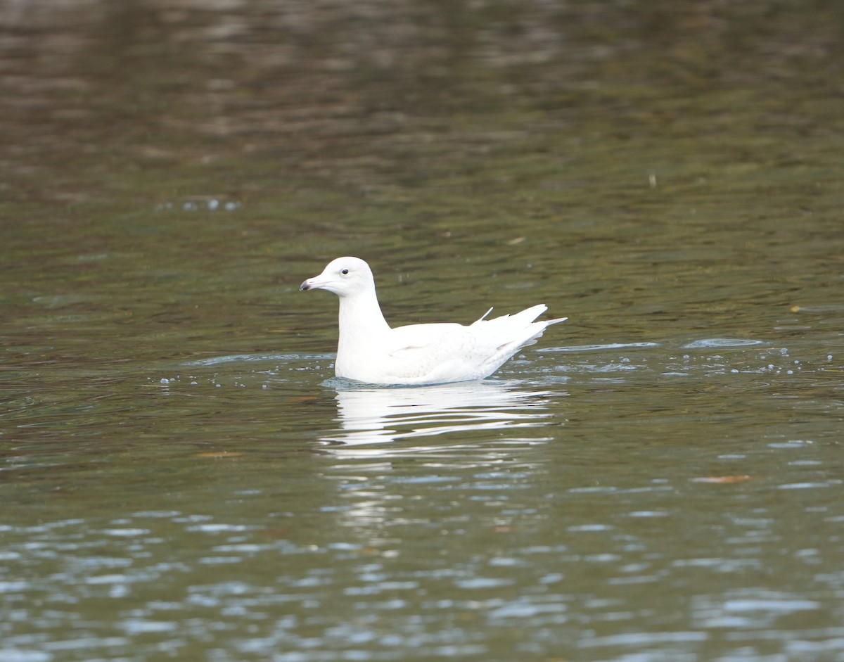 Бургомистр - ML645409340