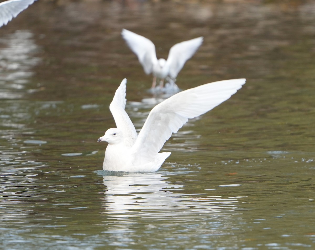 Бургомистр - ML645409341