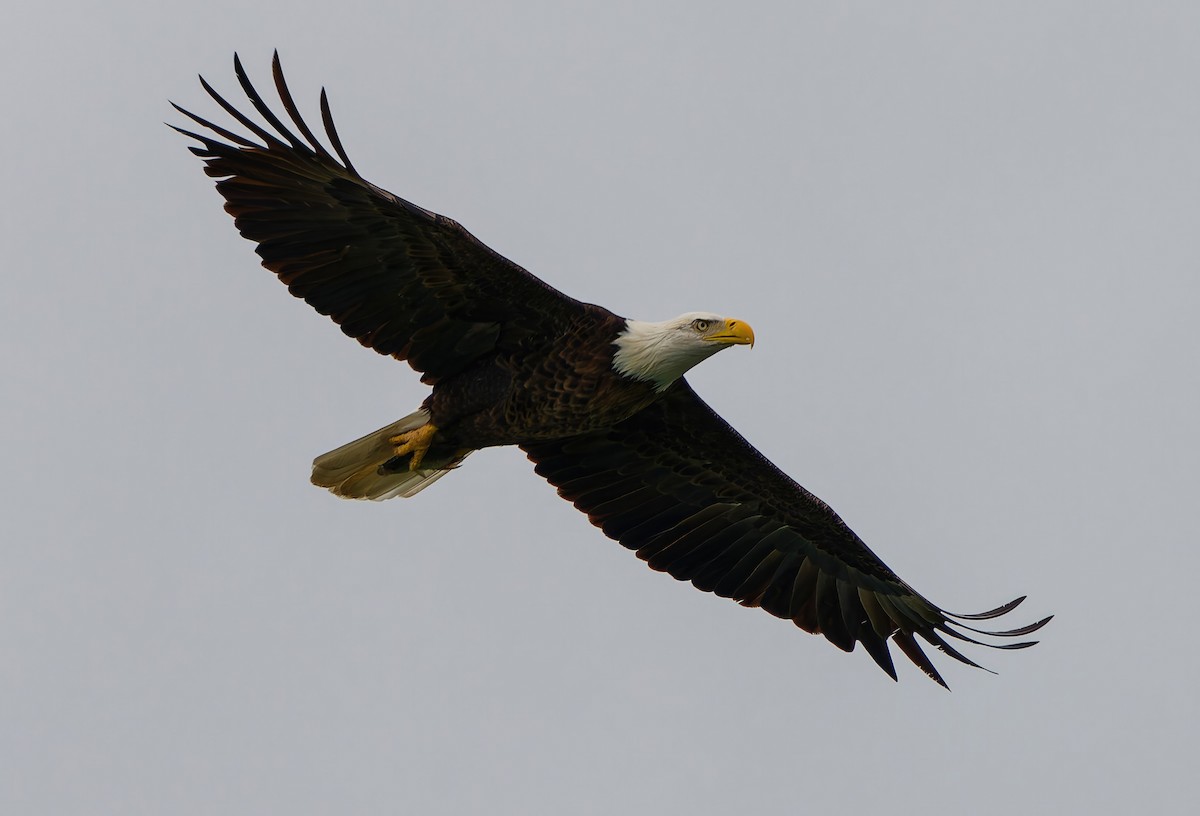 Pigargo Americano - ML645409342