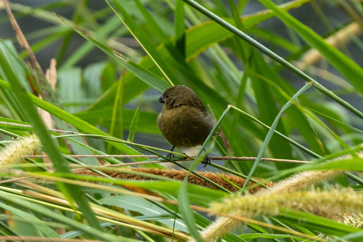 Чёрный просяночник - ML645409343