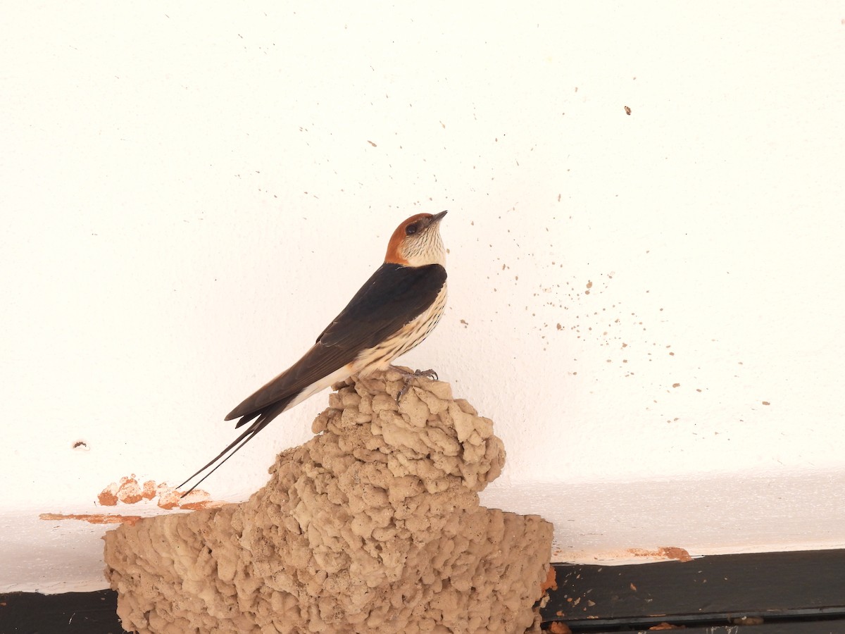 Golondrina Cabecirrufa - ML645409344