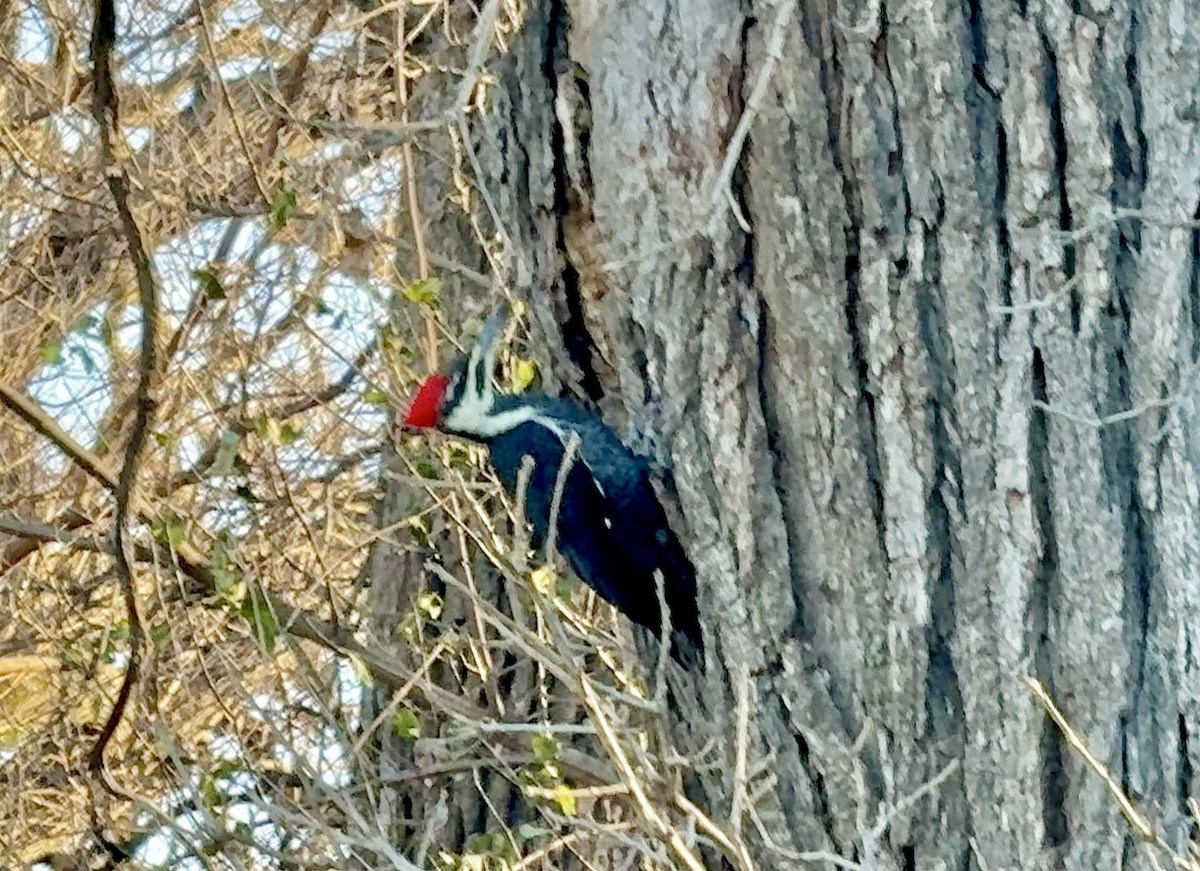 Grand Pic - ML645409357