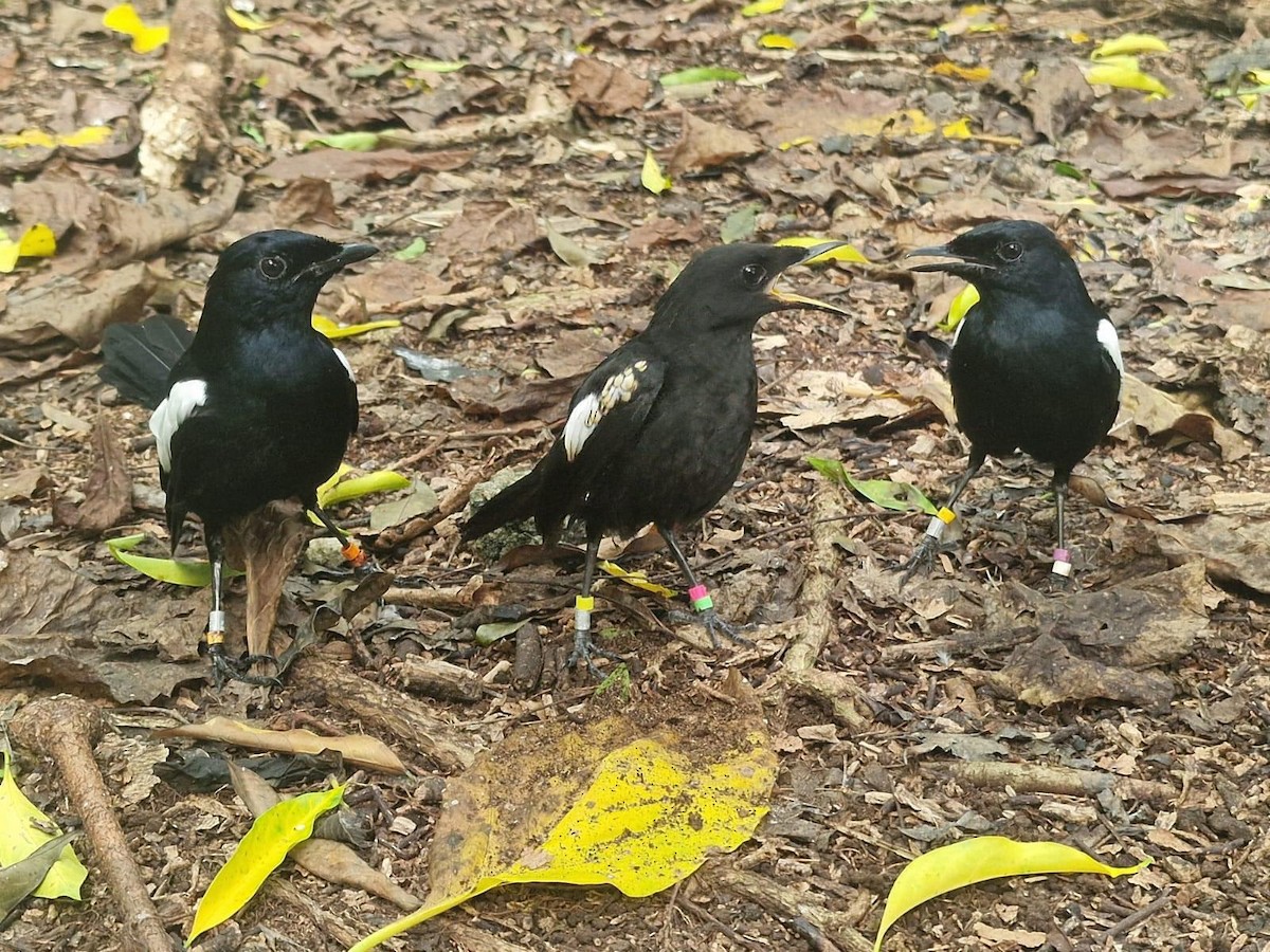 Seychelles Magpie-Robin - ML645409358