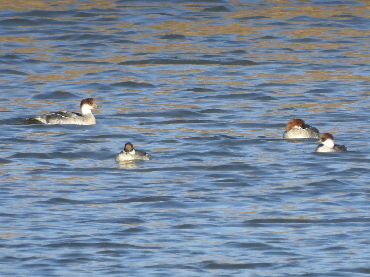 白秋沙 - ML645409360