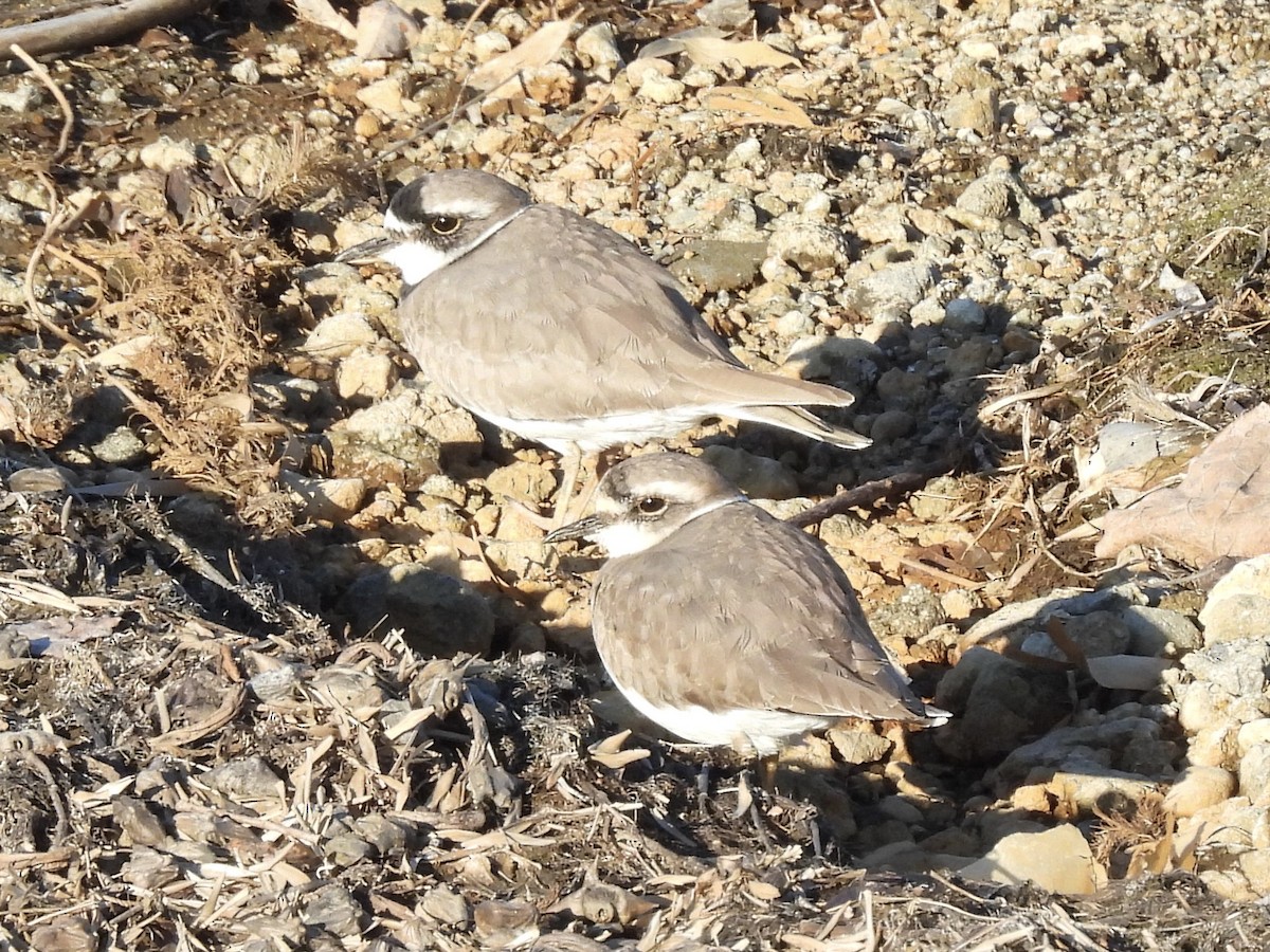 劍鴴 - ML645409362