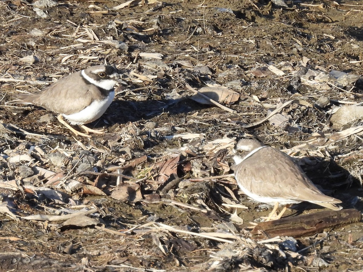 劍鴴 - ML645409363