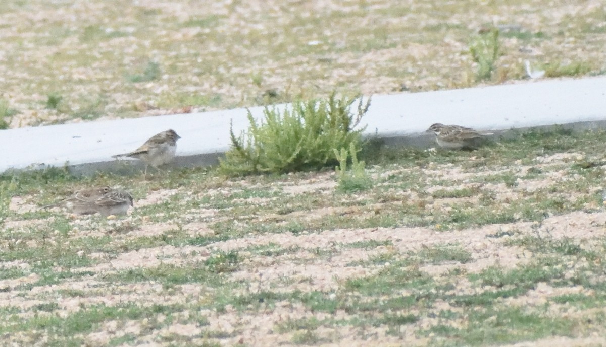 Lark Sparrow - ML645409365