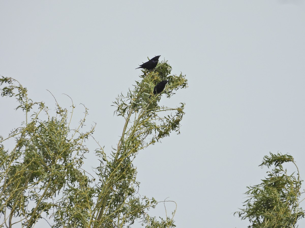 テリバネコウウチョウ - ML645409377